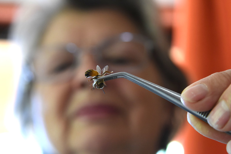 Abeja de cerca