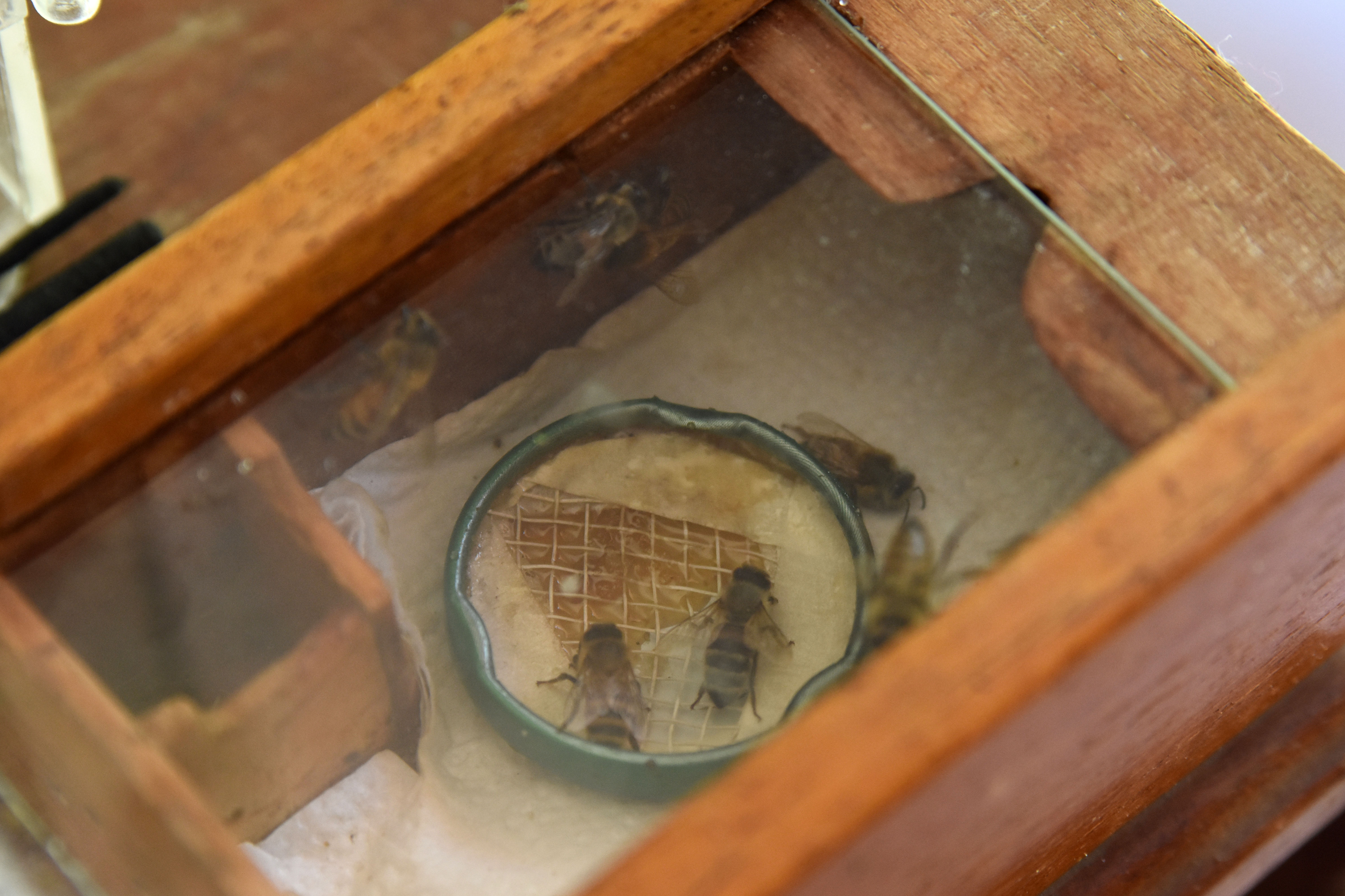 Abejas en su cajón